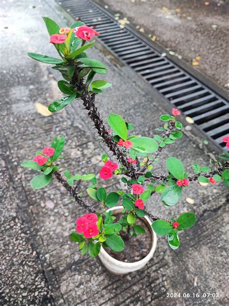 鐵海棠風水|【鐵海棠風水】鐵海棠風水：吉祥之花，家居安寧必備